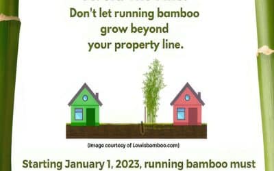 No More Running Bamboo